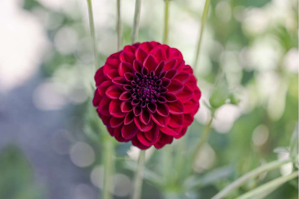 Dahlia 'Gipsy Night'